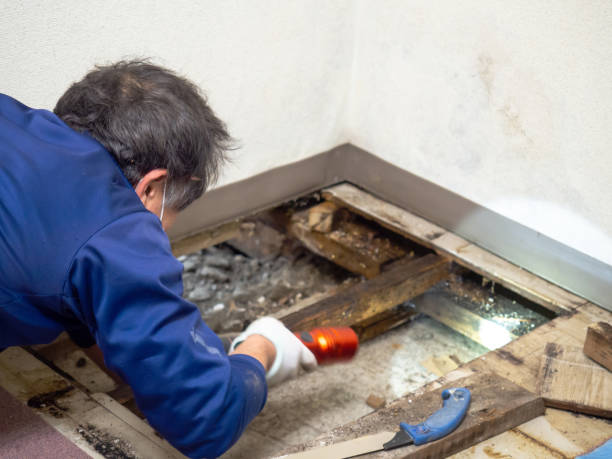 Best Mold Removal and Inspection  in Enoch, UT