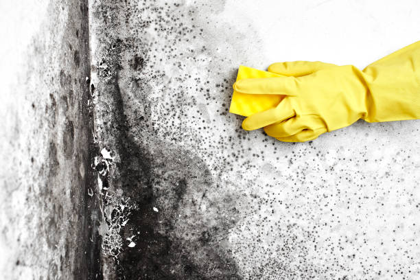 Best Same-Day Mold Removal  in Enoch, UT