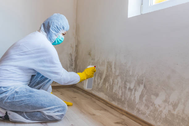 Best Mold Damage Repair  in Enoch, UT