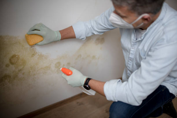 Best Office Mold Removal Services  in Enoch, UT