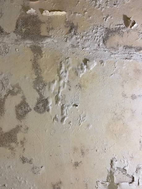 Best Toxic Mold Removal  in Enoch, UT