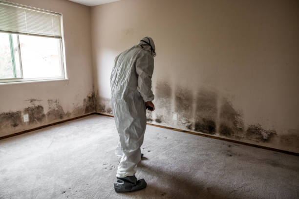 Best Mold Testing  in Enoch, UT