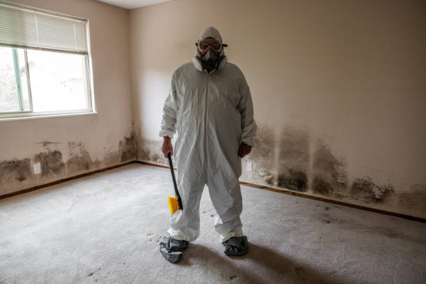 Best Mold Remediation  in Enoch, UT