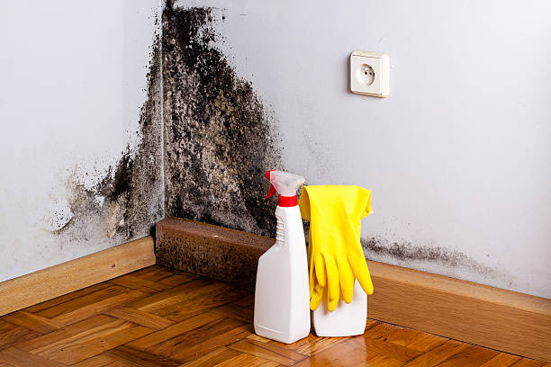 Best Office Mold Removal Services  in Enoch, UT