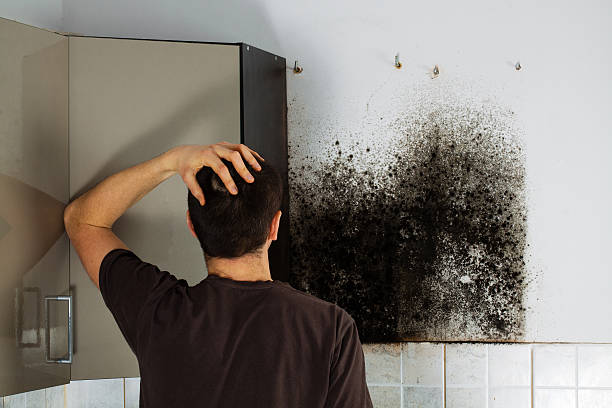 Best Mold Removal Company Near Me  in Enoch, UT