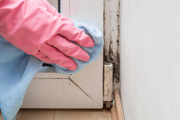 Best Local Mold Removal Service  in Enoch, UT