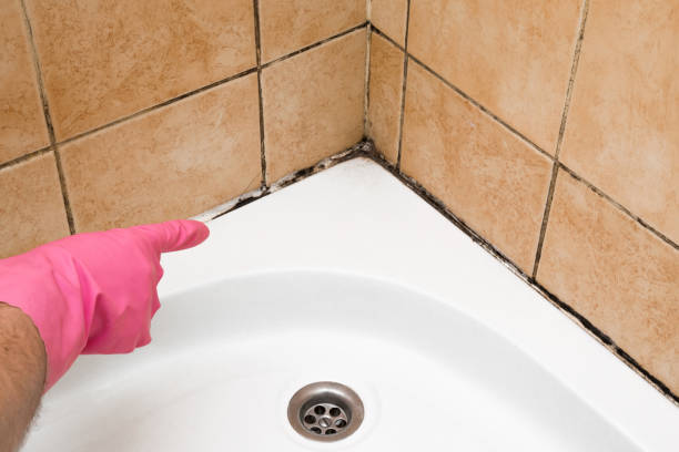 Best Affordable Mold Removal  in Enoch, UT