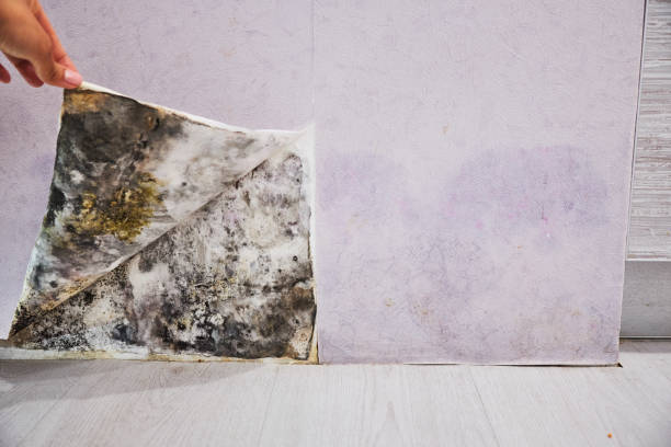 Best Fast Mold Removal  in Enoch, UT
